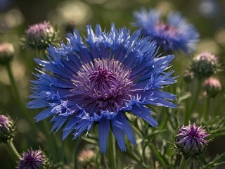 Obraz premium The Captivating Cornflower: A Bold, Blue Blossom with a Rich History in Floral Art, Symbolizing Simplicity, Resilience, and Beauty That Thrives in Meadows and Gardens