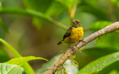 Gelbbauchorganist, Orange-bellied Euphonia - Euphonia xanthogaster