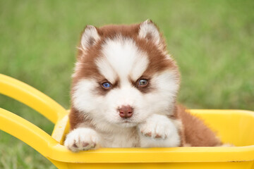 Fototapeta premium Siberian Husky puppy on a green lawn in spring in a yellow toy garden wheelbarrow