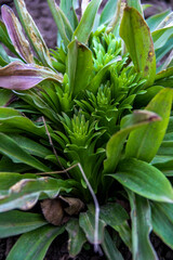 Obraz premium bush Lily, fragrant medicinal, snow-white Candida, new rosettes, young, dry leaves, twisted, green grass, fallen leaves, macro, close-up, light background, early spring, park, nature, forest, garden