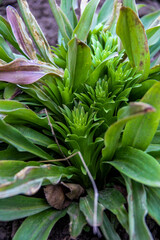 Obraz premium bush Lily, fragrant medicinal, snow-white Candida, new rosettes, young, dry leaves, twisted, green grass, fallen leaves, macro, close-up, light background, early spring, park, nature, forest, garden