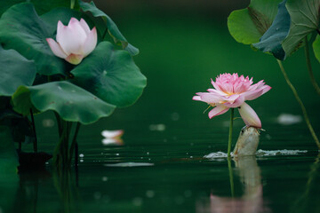 Carp playing among the lotus leaves
