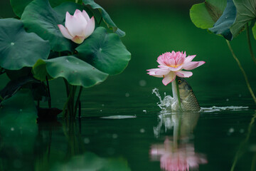 Carp playing among the lotus leaves