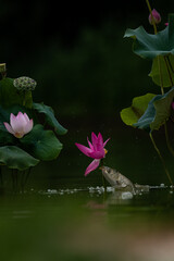 Carp playing among the lotus leaves