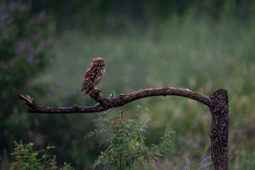 Carp playing among the lotus leaves