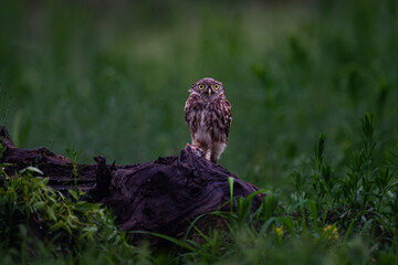 Carp playing among the lotus leaves