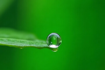 Droplet formation on leaf nature close-up green background macro photography water concept