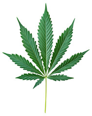 PNG Green cannabis leaf with serrated edges