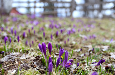 Colorful blooming purple violet Crocus heuffelianus (Crocus vernus) on spring Carpathians, Kolochava, the valley of crocuses, Ukraine, Europe. Beautiful conceptual spring or early summer landscape.