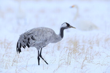 Obraz premium The common crane (Grus grus), also known as the Eurasian crane, is a bird of the family Gruidae, the cranes. This photo was taken in Japan.