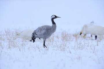 The common crane (Grus grus), also known as the Eurasian crane, is a bird of the family Gruidae, the cranes. This photo was taken in Japan.
