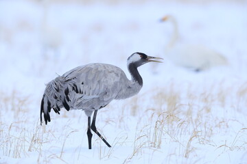 The common crane (Grus grus), also known as the Eurasian crane, is a bird of the family Gruidae, the cranes. This photo was taken in Japan.