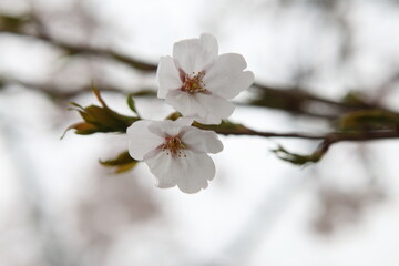 봄날 만개한 벚꽃과 맑은 하늘 – Full Bloom Cherry Blossoms under Clear Spring Sky in Korea 매화 벚꽃 왕벚꽃 봄