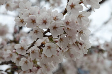 봄날 만개한 벚꽃과 맑은 하늘 – Full Bloom Cherry Blossoms under Clear Spring Sky in Korea 매화 벚꽃 왕벚꽃 봄