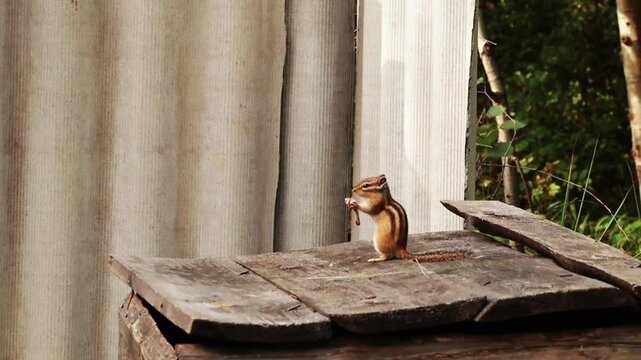  A small cute chipmunk gnaws a chicken bone on wooden boards. Wild animals in nature. High quality FullHD footage