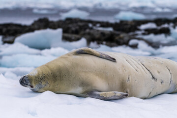 Naklejka premium Close-up of a crabeater seal -Lobodon carcinophaga- resting on a small iceberg near the fish islands on the Antarctic peninsula
