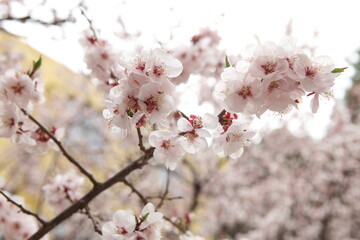 봄날 만개한 벚꽃과 맑은 하늘 – Full Bloom Cherry Blossoms under Clear Spring Sky in Korea 매화 벚꽃 왕벚꽃 봄