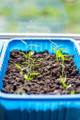Tomato seedlings in a container with soil on a windowsill in a house on a spring day. Growing vegetables using seedlings