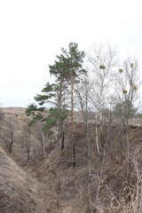 mountain landscape, nature, spring, pine trees, trails in the mountains 
