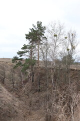 mountain landscape, nature, spring, pine trees, trails in the mountains 
