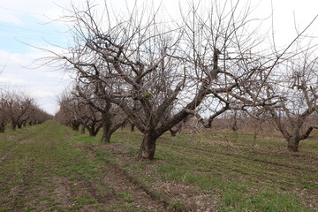 Fototapeta premium tree in the field