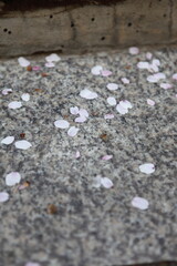 봄날 만개한 벚꽃과 맑은 하늘 – Full Bloom Cherry Blossoms under Clear Spring Sky in Korea 매화 벚꽃 왕벚꽃 봄