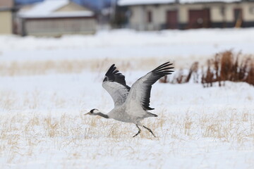 The common crane (Grus grus), also known as the Eurasian crane, is a bird of the family Gruidae, the cranes. This photo was taken in Japan.