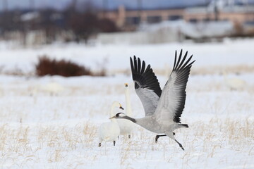 The common crane (Grus grus), also known as the Eurasian crane, is a bird of the family Gruidae, the cranes. This photo was taken in Japan.