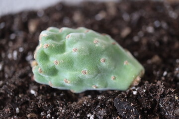 kaktus owoc opuntia tomentosa