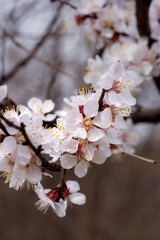 Beautiful branch of flowering apricot.