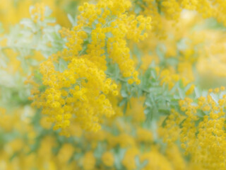 春の公園や花壇を彩るミモザのある風景。眩しい日差しや木漏れ日の光でボケた景色。ぼんやりした花畑のイメージ。