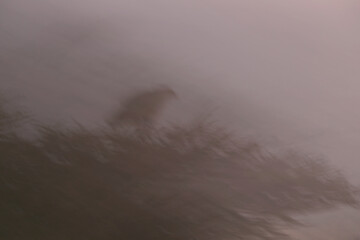 verwackelter Adler im Morgengrauen © codo97