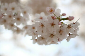 봄날 만개한 벚꽃과 맑은 하늘 – Full Bloom Cherry Blossoms under Clear Spring Sky in Korea 벚꽃 왕벚꽃 봄