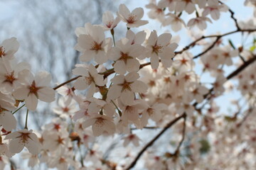 봄날 만개한 벚꽃과 맑은 하늘 – Full Bloom Cherry Blossoms under Clear Spring Sky in Korea 벚꽃 왕벚꽃 봄