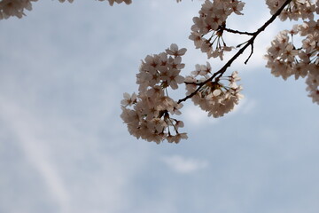 봄날 만개한 벚꽃과 맑은 하늘 – Full Bloom Cherry Blossoms under Clear Spring Sky in Korea 벚꽃 왕벚꽃 봄