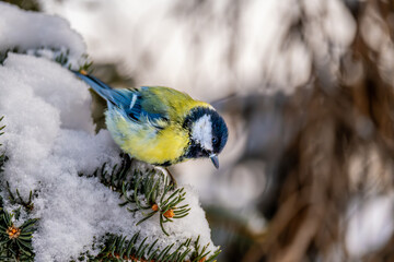 Obraz premium A titmouse sits on a branch of a Christmas tree under the snow on a winter day.