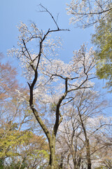 岩清水八幡宮の桜