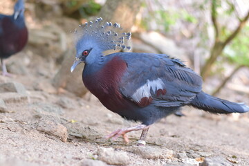 Portrait of a tropical pigeon, Goura victoria pigeon sits on a branch, Victoria Crowned Pigeon