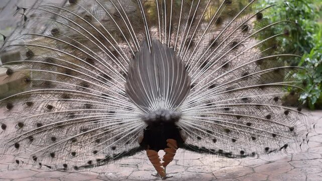 The peacock spreads its tail feathers, Indian peafowl is spreading it's tail to female