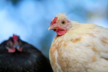 Two chickens stand outdoors; a light-colored chicken with a red comb and wattle is sharply in focus in the foreground, while a darker chicken appears blurred in the background.