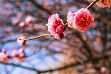 本庄運動公園　梅の花4ｰ93
