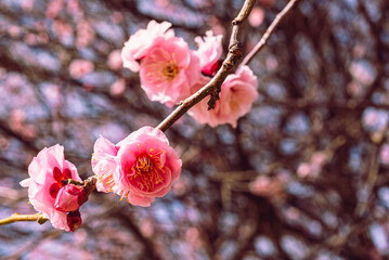 本庄運動公園　梅の花4ｰ92