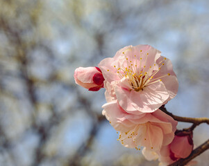 本庄運動公園　梅の花4ｰ90