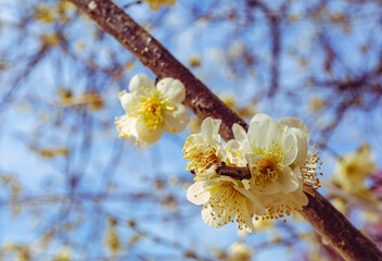 本庄運動公園　梅の花4ｰ79