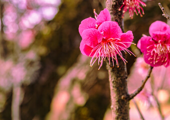 Obraz premium 本庄運動公園 梅の花4ｰ49