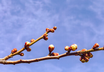 本庄運動公園　梅の花4ｰ38