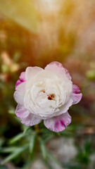Delicate Bloom of White and Pink Flower in Soft Natural Light Background