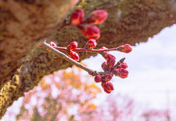本庄運動公園　梅の花4ｰ14