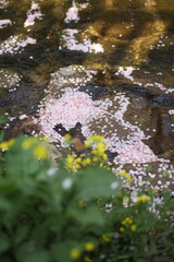 봄날 만개한 벚꽃과 맑은 하늘 – Full Bloom Cherry Blossoms under Clear Spring Sky in Korea 벚꽃 왕벚꽃 봄