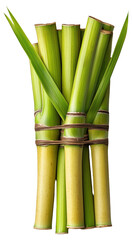 Fototapeta premium Bundle of fresh sugarcane stalks tied together
